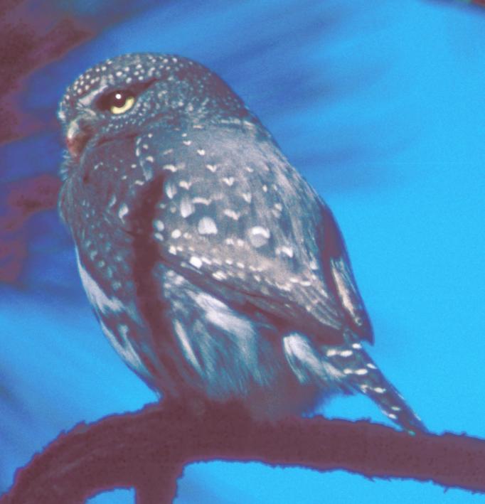 Northern Pygmy-Owl, profile
