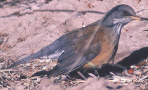 Rufous-backed Robin showing fine black streaks extending to breast