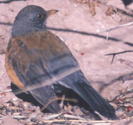 Rufous-backed Robin showing rufous back