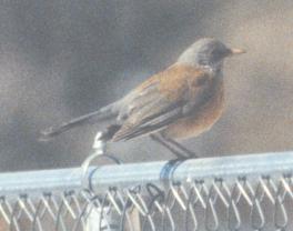 Rufous-backed Robin perched on chain link fence