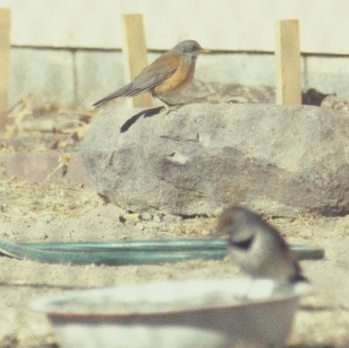 Rufous-backed Robin waiting for the famous water dish