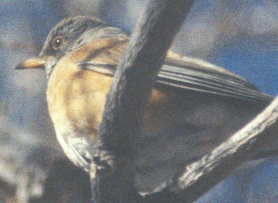 Rufous-backed Robin, head showing red eyering