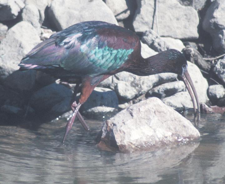 Glossy Ibis photo