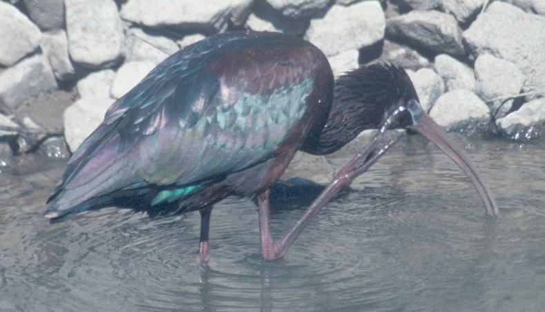 Glossy Ibis photo, scratching