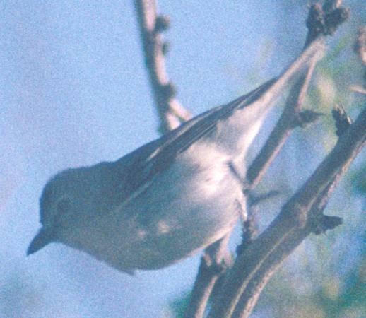 `Solitary' Vireo photo #1