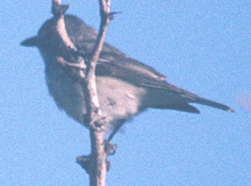 `Solitary' Vireo photo #3