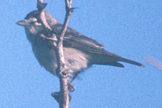 `Solitary' Vireo photo #2
