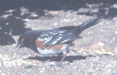 Photo of a Spotted Towhee