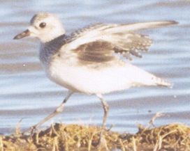 Black-bellied Plover showing black axillar patch.