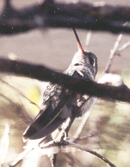 Broad-billed Hummingbird; note orange lower mandible.