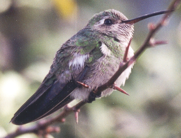 Broad-billed Hummingbird, profile view.