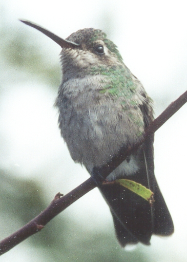 Broad-billed Hummingbird; note broad base to bill.
