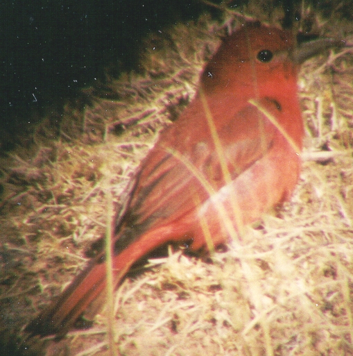 Summer Tanager, right side