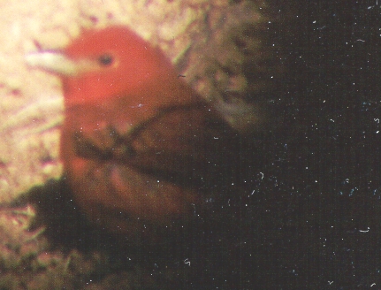 Summer Tanager, head and bill