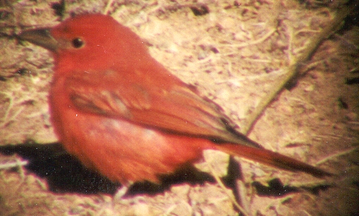 Summer Tanager, left side #1