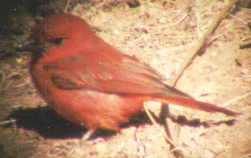 Summer Tanager, left side #2