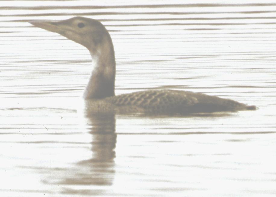 Photograph of a Yellow-billed Loon