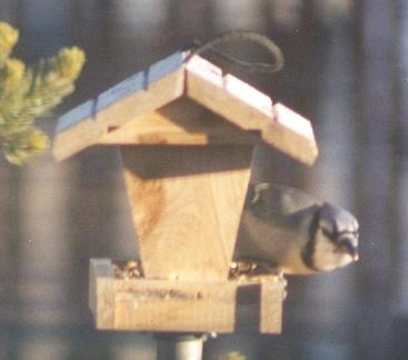 Blue Jay photograph