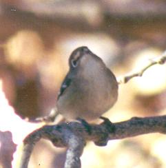 Cassin's Vireo image