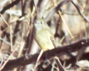 Dusky Flycatcher image (front)