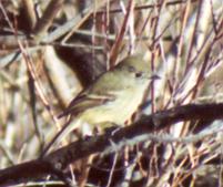 Dusky Flycatcher image (side)