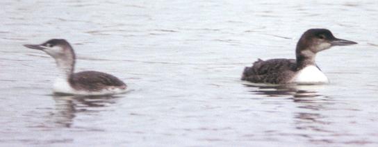 Red-throated Loon image with Common Loon for comparison