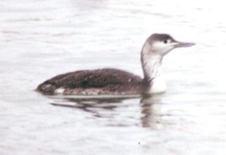 Red-throated Loon image