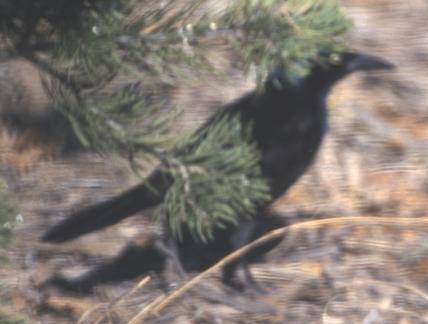 Common Grackle