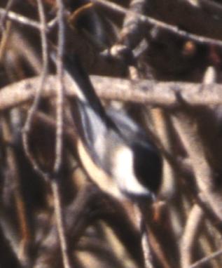 Black-capped Chickadee