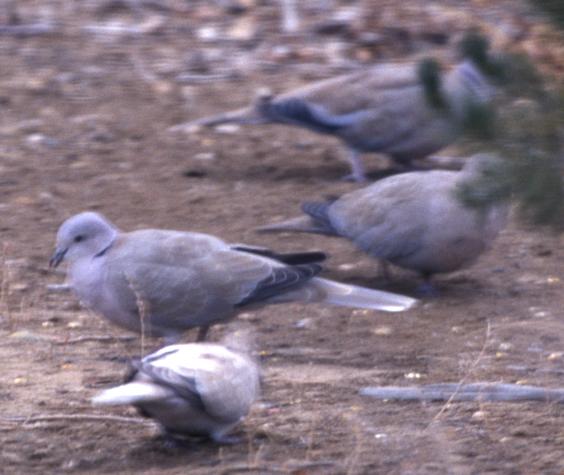 Ringed Turtle-Dove, Eurasian Collared-Dove, White-winged Dove