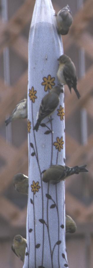 Goldfinches