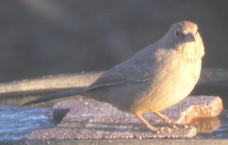 Canyon Towhee