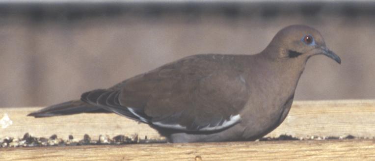 White-winged Dove