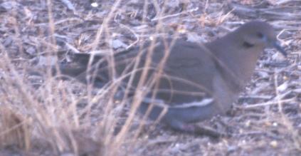 White-winged Dove