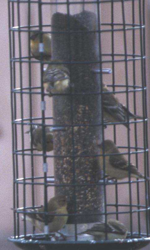 Goldfinches