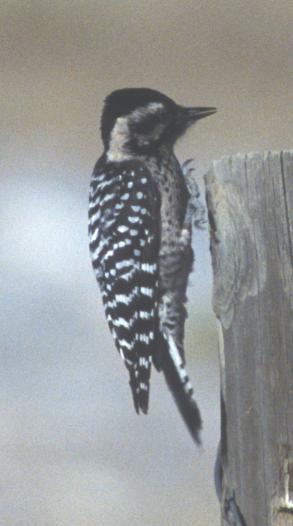 Ladder-backed Woodpecker