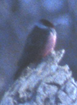 Lewis's Woodpecker