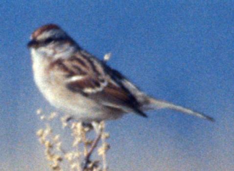 American Tree Sparrow