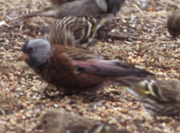 Hepburn's Gray-crowned Rosy-Finch
