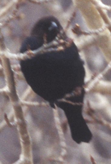 Brown-headed Cowbird