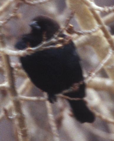 Brown-headed Cowbird