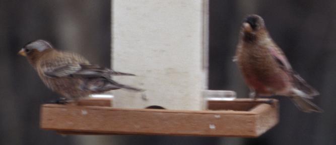 Gray-crowned Rosy-Finch