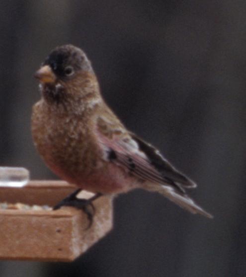 Brown-capped Rosy-Finch