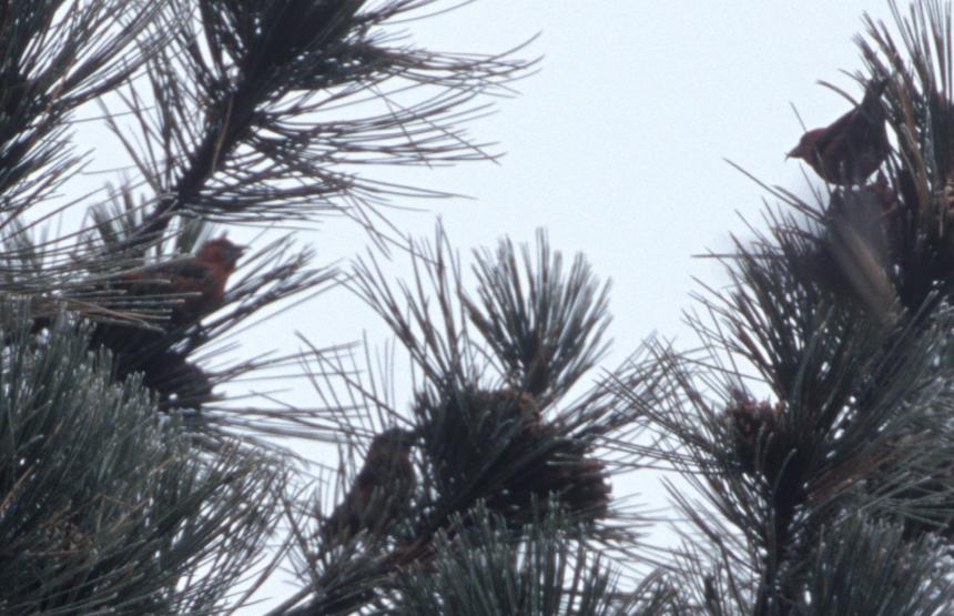 Red Crossbill