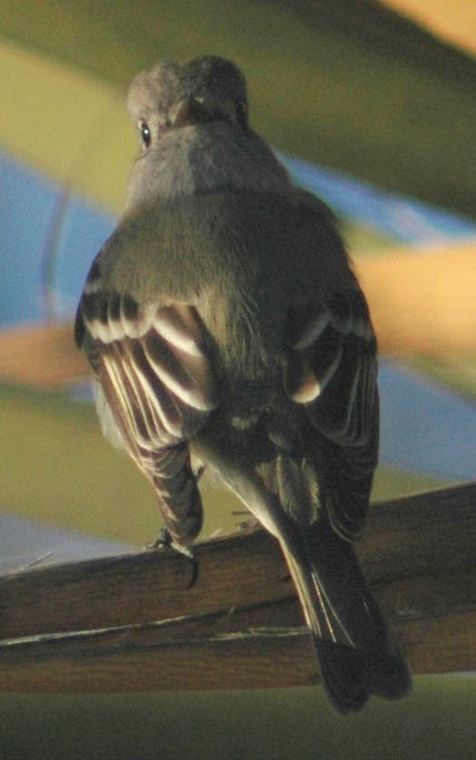 Cordilleran Flycatcher