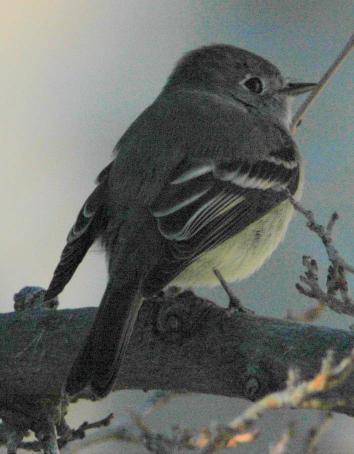 Cordilleran Flycatcher
