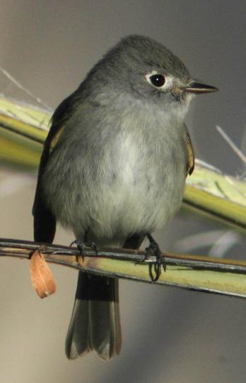 Cordilleran Flycatcher