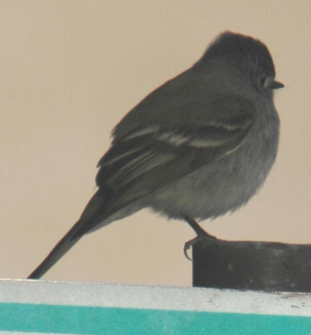 Cordilleran Flycatcher