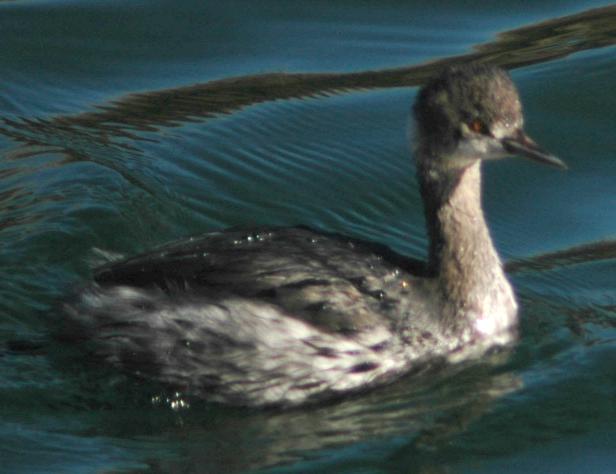 Eared Grebe