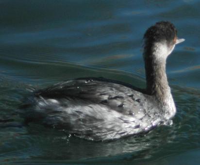 Eared Grebe